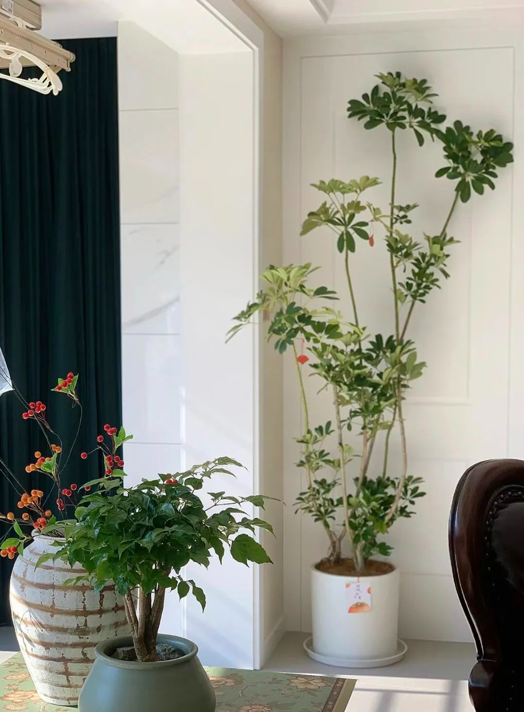 8 cây cảnh khí chất, phù hợp với gia đình hiện đại, dưỡng người, trấn nhà, thu hút tài lộc - Ảnh 3.