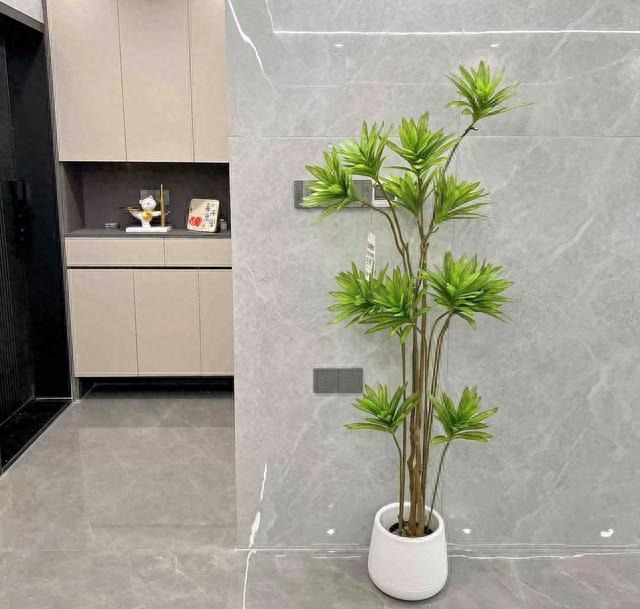 8 cây cảnh khí chất, phù hợp với gia đình hiện đại, dưỡng người, trấn nhà, thu hút tài lộc - Ảnh 4.