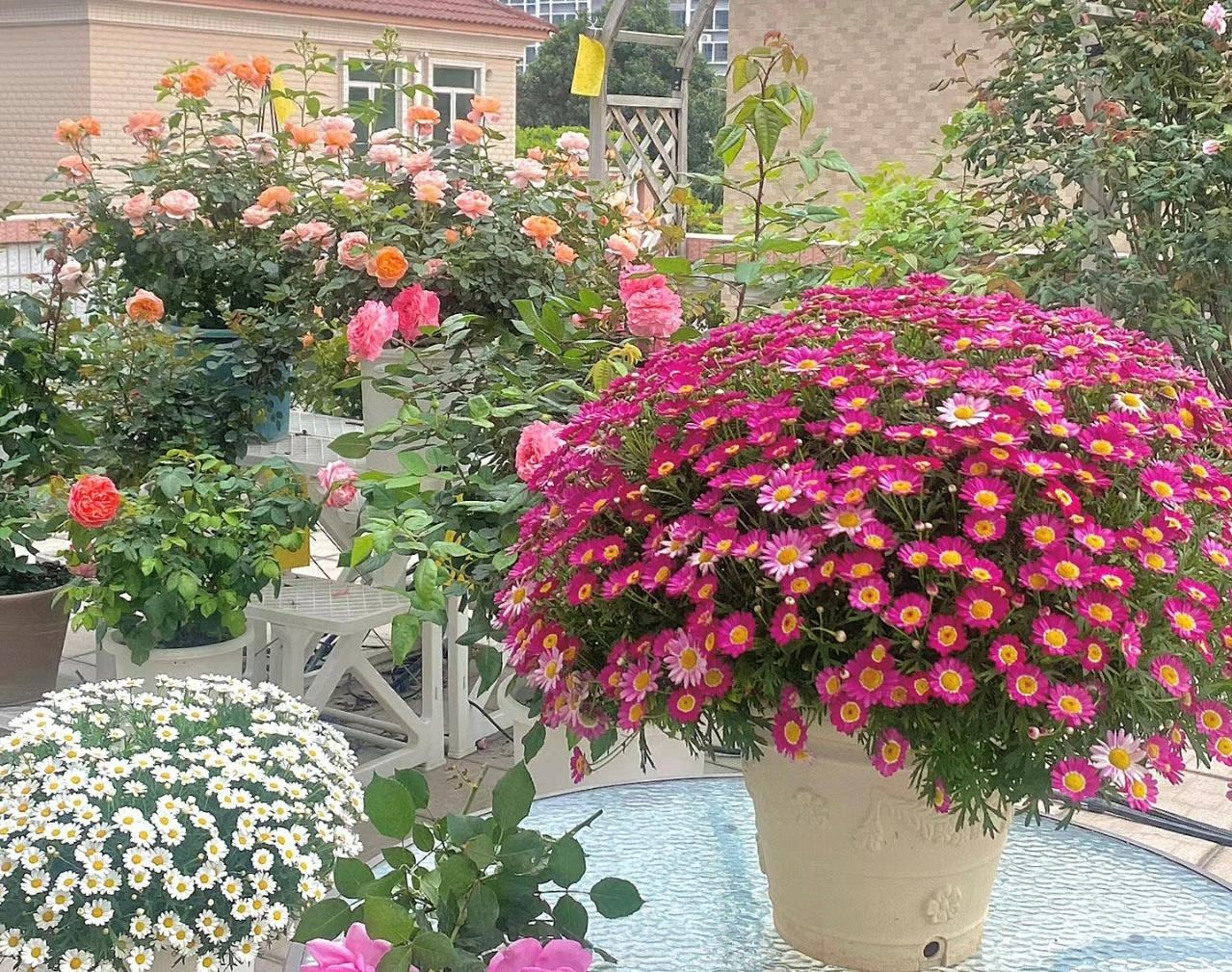 Người xưa nói: "7 cây cảnh "dưỡng sinh", trồng 1 năm, mọi bệnh nhẹ, tai họa nhỏ đều biến mất - Ảnh 6.