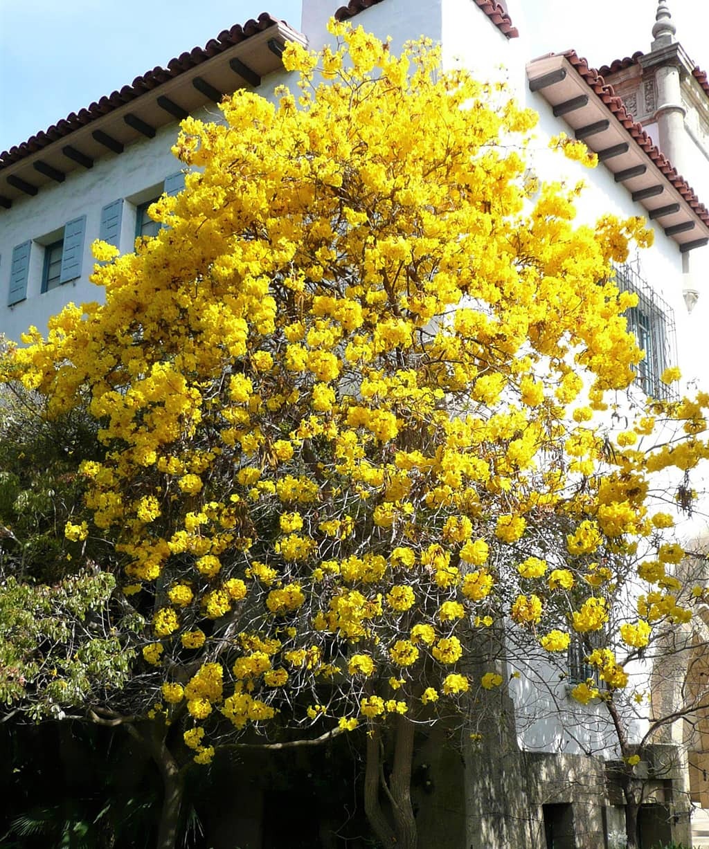 Cây cảnh với màu hoa chói lóa khiến nhiều người ngây ngất, trồng trước nhà đón lộc, cầu may - Ảnh 9.