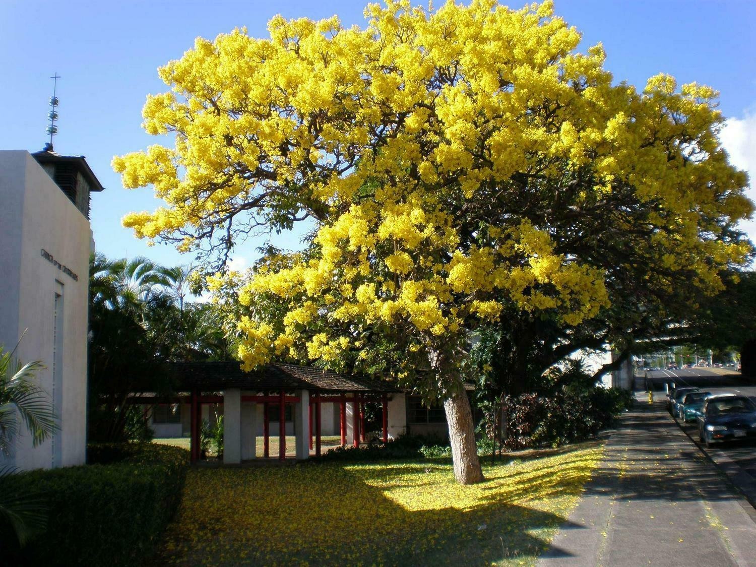 Cây cảnh với màu hoa chói lóa khiến nhiều người ngây ngất, trồng trước nhà đón lộc, cầu may - Ảnh 8.