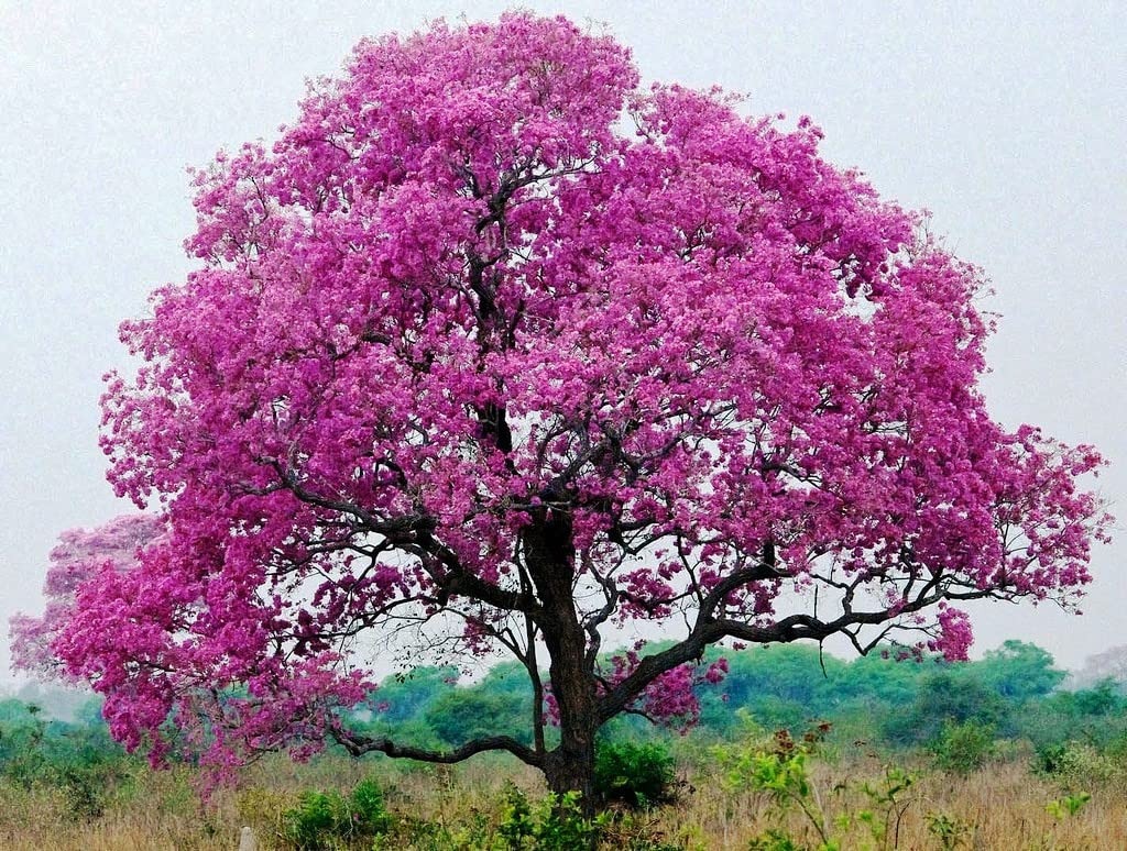 Cây cảnh với màu hoa chói lóa khiến nhiều người ngây ngất, trồng trước nhà đón lộc, cầu may - Ảnh 5.