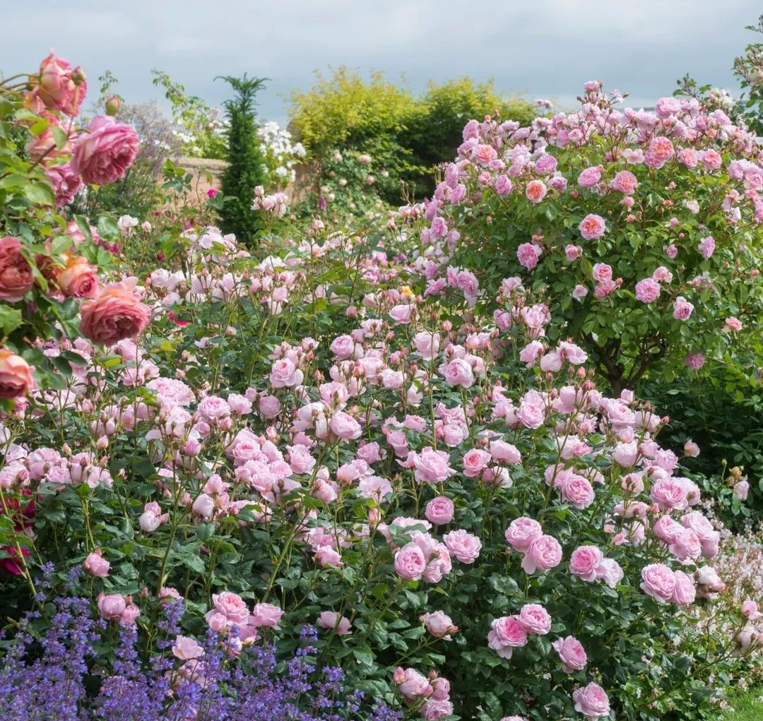 Tháng 9, trồng ngay 5 cây cảnh nở hoa "tài lộc", chuẩn bị đón xuân mới rực rỡ, tràn đầy may mắn, thịnh vượng - Ảnh 6.