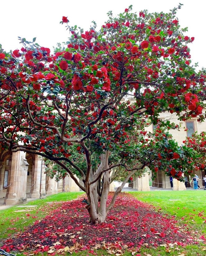 Tháng 9, trồng ngay 5 cây cảnh nở hoa "tài lộc", chuẩn bị đón xuân mới rực rỡ, tràn đầy may mắn, thịnh vượng - Ảnh 15.