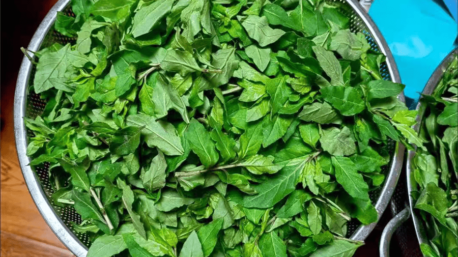 Tháng 8 Âm lịch, ăn loại rau "bậc thày bảo vệ gan" để dưỡng gan, cải thiện thị lực, làm rau trộn cực ngon - Ảnh 4. Tháng 8 Âm lịch, ăn loại rau "bậc thày bảo vệ gan" để dưỡng gan, cải thiện thị lực, làm rau trộn cực ngon - Ảnh 4.