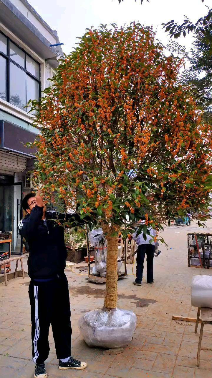 Tháng 9, trồng ngay 5 cây cảnh nở hoa "tài lộc", chuẩn bị đón xuân mới rực rỡ, tràn đầy may mắn, thịnh vượng - Ảnh 10.