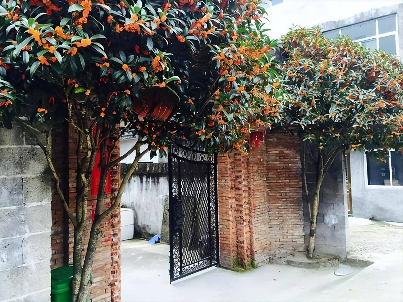 Tháng 9, trồng ngay 5 cây cảnh nở hoa "tài lộc", chuẩn bị đón xuân mới rực rỡ, tràn đầy may mắn, thịnh vượng - Ảnh 11.