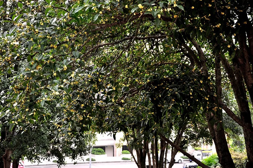 Tháng 9, trồng ngay 5 cây cảnh nở hoa "tài lộc", chuẩn bị đón xuân mới rực rỡ, tràn đầy may mắn, thịnh vượng - Ảnh 13.