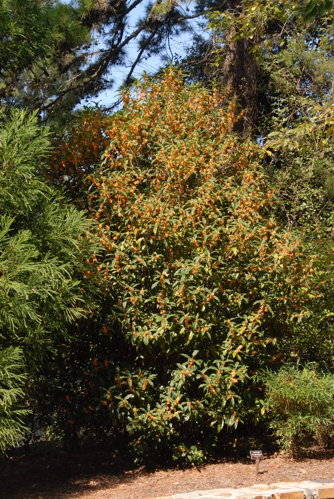 Tháng 9, trồng ngay 5 cây cảnh nở hoa "tài lộc", chuẩn bị đón xuân mới rực rỡ, tràn đầy may mắn, thịnh vượng - Ảnh 12.