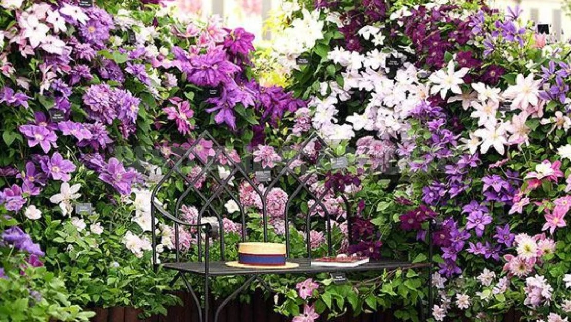 Tháng 9, trồng ngay 5 cây cảnh nở hoa "tài lộc", chuẩn bị đón xuân mới rực rỡ, tràn đầy may mắn, thịnh vượng - Ảnh 2.