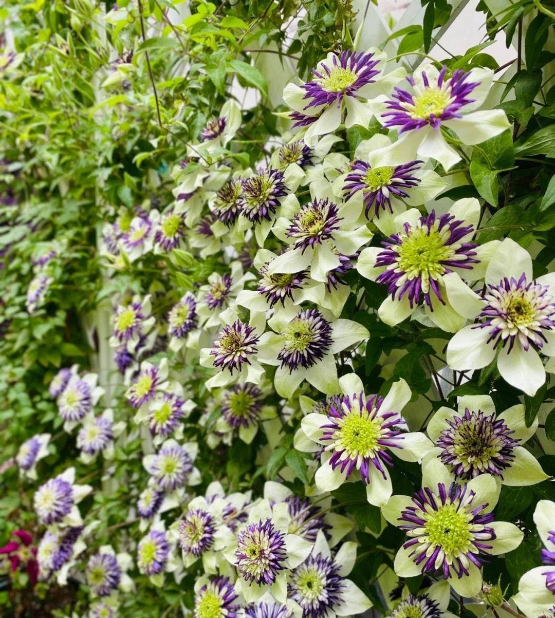 Tháng 9, trồng ngay 5 cây cảnh nở hoa "tài lộc", chuẩn bị đón xuân mới rực rỡ, tràn đầy may mắn, thịnh vượng - Ảnh 3.