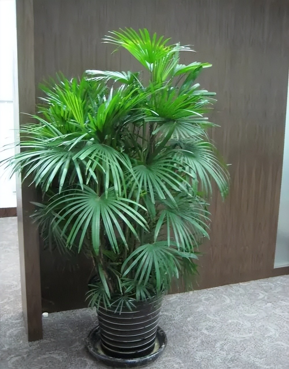 Cây cảnh có tên "tre" mà không phải tre, hút bụi, lọc khí, còn xua đuổi tà khí, rước tài, chiêu lộc vào nhà - Ảnh 2.