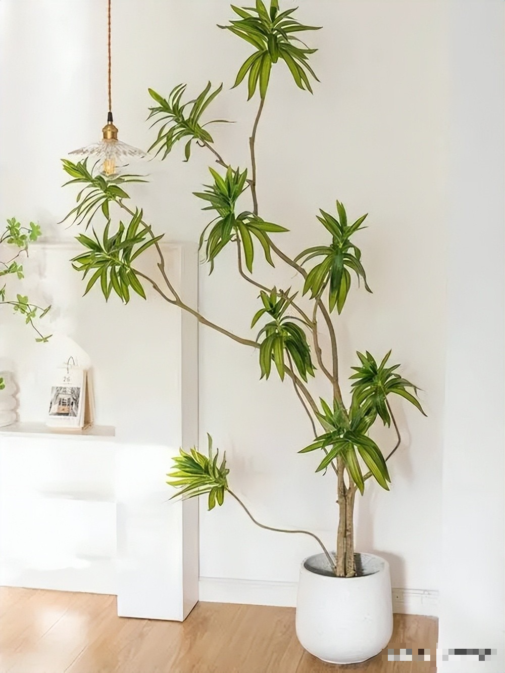 Cây cảnh có tên "tre" mà không phải tre, hút bụi, lọc khí, còn xua đuổi tà khí, rước tài, chiêu lộc vào nhà - Ảnh 8.