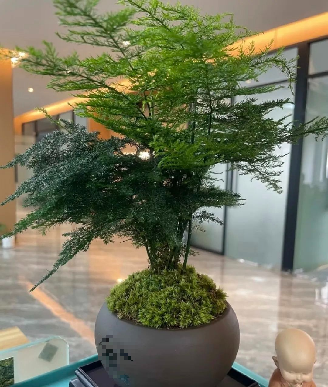 Cây cảnh có tên "tre" mà không phải tre, hút bụi, lọc khí, còn xua đuổi tà khí, rước tài, chiêu lộc vào nhà - Ảnh 11.