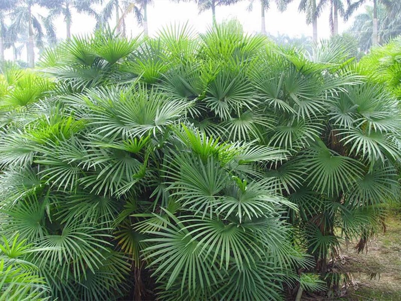 Cây cảnh có tên "tre" mà không phải tre, hút bụi, lọc khí, còn xua đuổi tà khí, rước tài, chiêu lộc vào nhà - Ảnh 3.