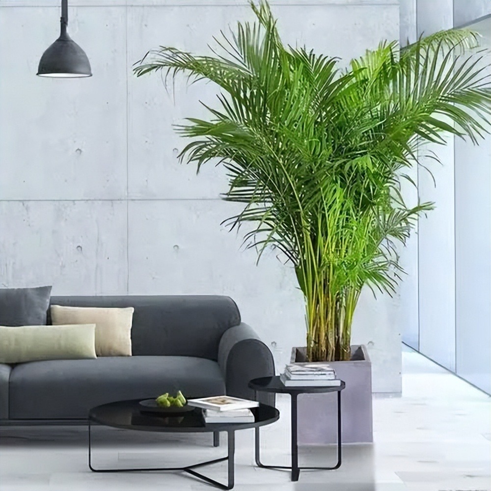 Cây cảnh có tên "tre" mà không phải tre, hút bụi, lọc khí, còn xua đuổi tà khí, rước tài, chiêu lộc vào nhà - Ảnh 7.