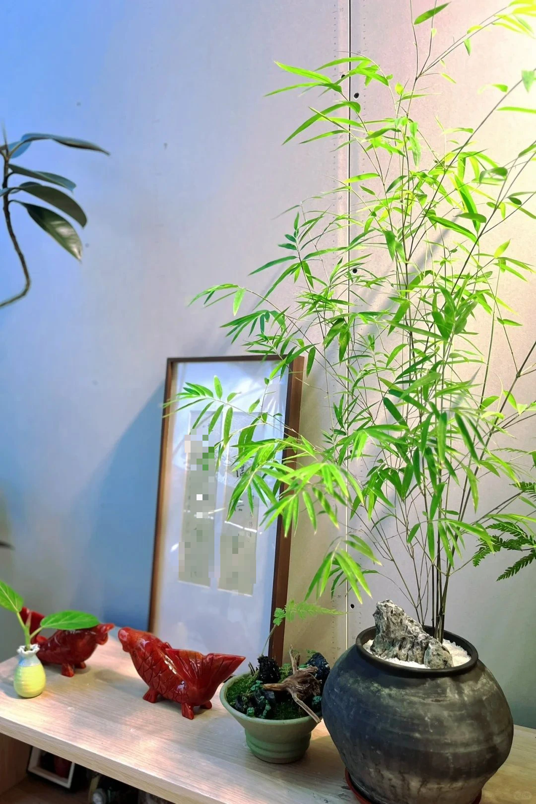 4 cây cảnh "chữa lành" trồng trong nhà tươi xanh, tao nhã, lọc không khí, dưỡng tâm hồn - Ảnh 6.