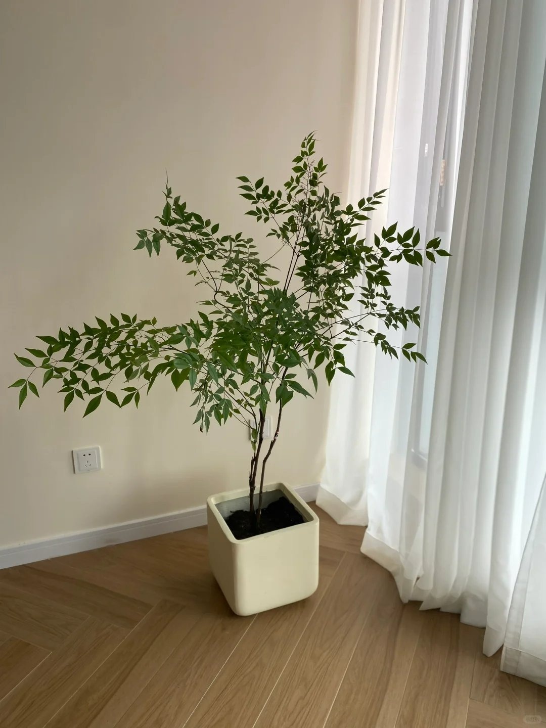 4 cây cảnh "chữa lành" trồng trong nhà tươi xanh, tao nhã, lọc không khí, dưỡng tâm hồn - Ảnh 4.