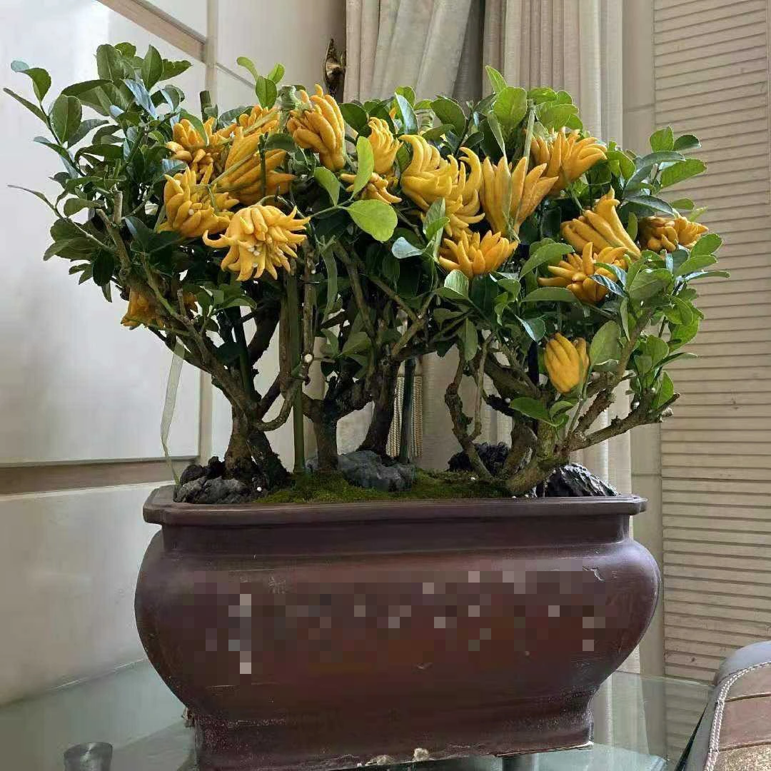 Nhà giàu thích trồng 5 cây cảnh độc lạ, bá đạo, giúp chiêu may, phát lộc, trấn trạch, giữ nhà- Ảnh 8.