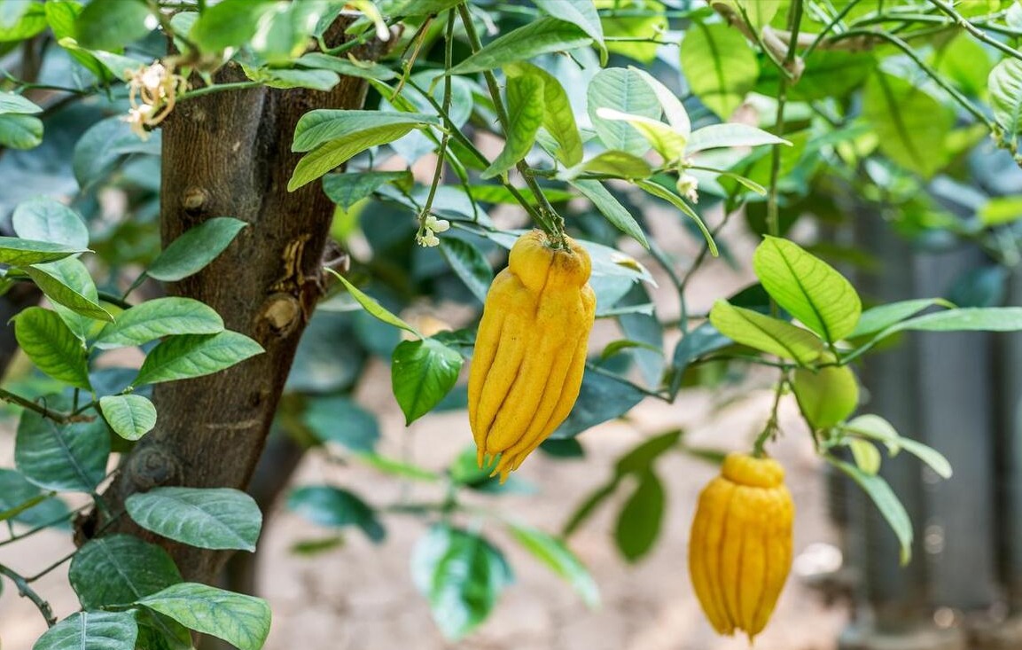 Nhà giàu thích trồng 5 cây cảnh độc lạ, bá đạo, giúp chiêu may, phát lộc, trấn trạch, giữ nhà- Ảnh 7.