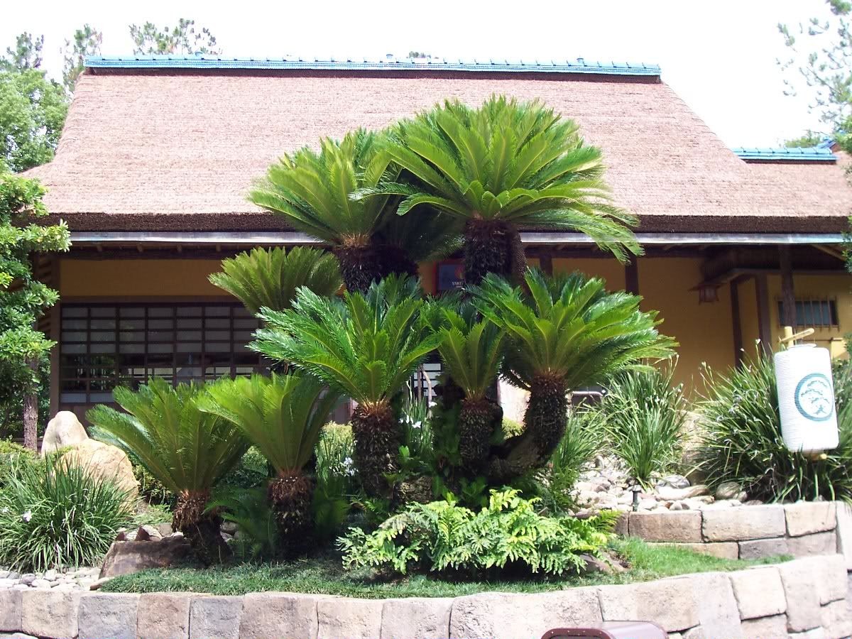 Nhà giàu thích trồng 5 cây cảnh độc lạ, bá đạo, giúp chiêu may, phát lộc, trấn trạch, giữ nhà- Ảnh 9.