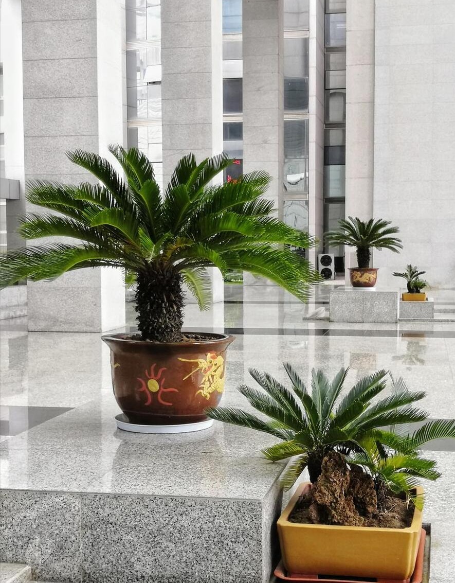 Nhà giàu thích trồng 5 cây cảnh độc lạ, bá đạo, giúp chiêu may, phát lộc, trấn trạch, giữ nhà- Ảnh 11.