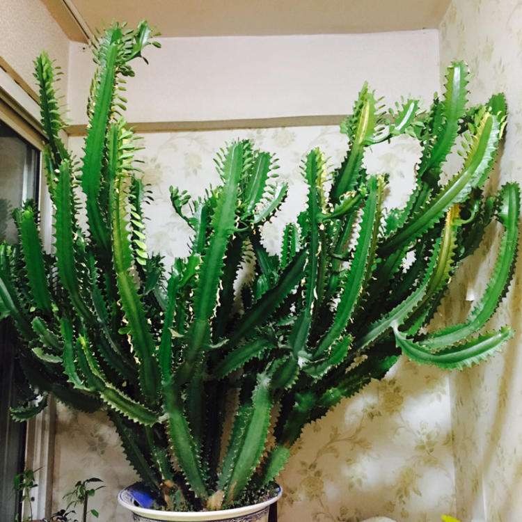 Nhà giàu thích trồng 5 cây cảnh độc lạ, bá đạo, giúp chiêu may, phát lộc, trấn trạch, giữ nhà- Ảnh 4.