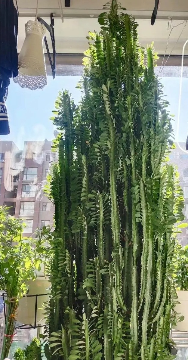 Nhà giàu thích trồng 5 cây cảnh độc lạ, bá đạo, giúp chiêu may, phát lộc, trấn trạch, giữ nhà- Ảnh 3.