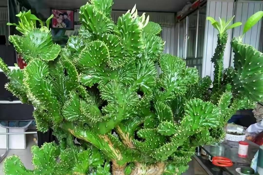 Nhà giàu thích trồng 5 cây cảnh độc lạ, bá đạo, giúp chiêu may, phát lộc, trấn trạch, giữ nhà- Ảnh 2.