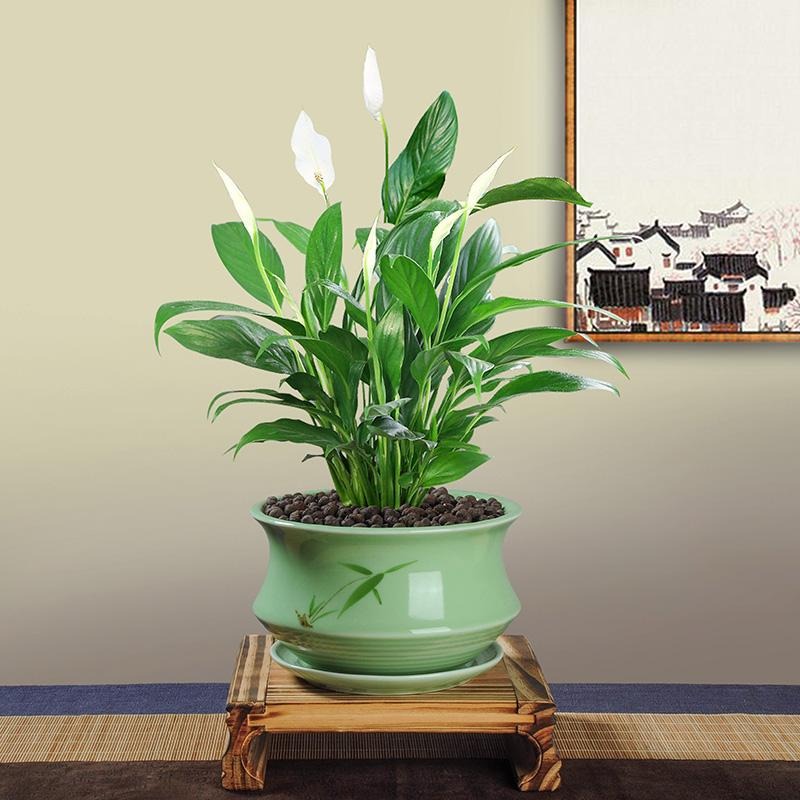 5 cây cảnh cát tường, mang điềm lành, Tết Nguyên đán bày trong nhà để thu hút tài lộc, may mắn - Ảnh 9. 5 cây cảnh cát tường, mang điềm lành, Tết Nguyên đán bày trong nhà để thu hút tài lộc, may mắn - Ảnh 9.