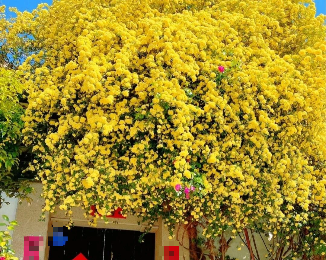 6 cây cảnh thích "nhà cao cửa rộng", chật chội, nghèo khó là hoa kém sắc, lá bớt xanh - Ảnh 7. 6 cây cảnh thích "nhà cao cửa rộng", chật chội, nghèo khó là hoa kém sắc, lá bớt xanh - Ảnh 7.
