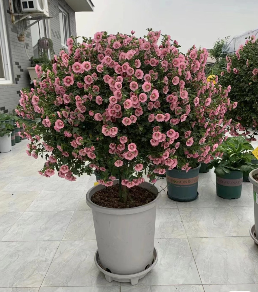 6 cây cảnh thích "nhà cao cửa rộng", chật chội, nghèo khó là hoa kém sắc, lá bớt xanh - Ảnh 2. 6 cây cảnh thích "nhà cao cửa rộng", chật chội, nghèo khó là hoa kém sắc, lá bớt xanh - Ảnh 2.