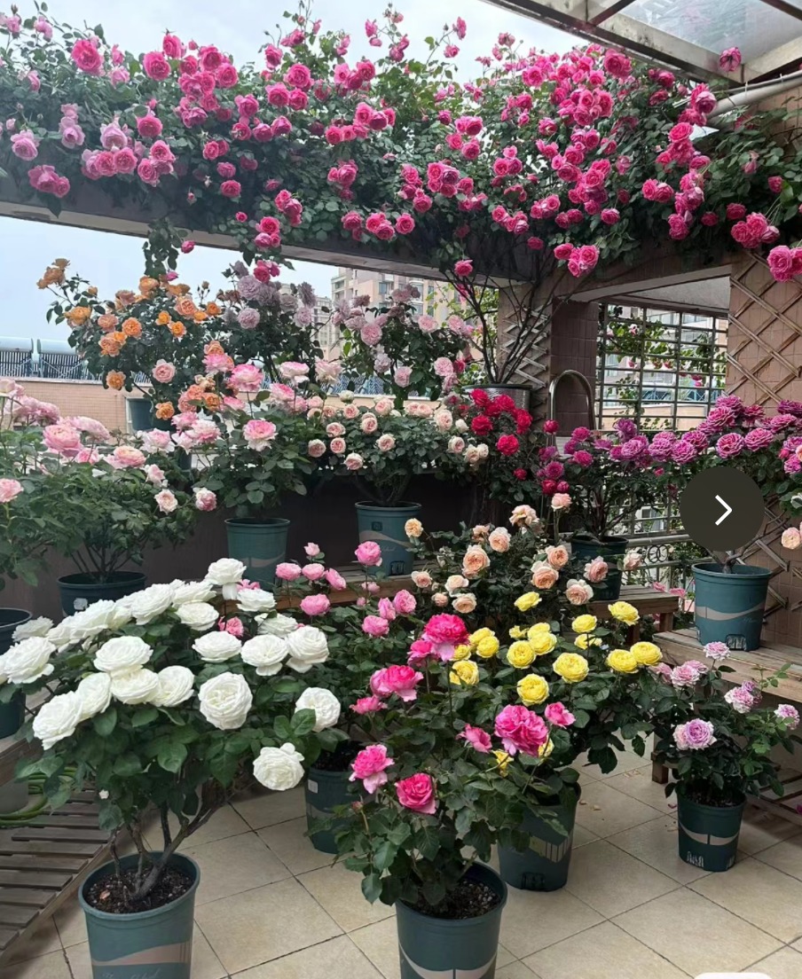 6 cây cảnh thích "nhà cao cửa rộng", chật chội, nghèo khó là hoa kém sắc, lá bớt xanh - Ảnh 6. 6 cây cảnh thích "nhà cao cửa rộng", chật chội, nghèo khó là hoa kém sắc, lá bớt xanh - Ảnh 6.
