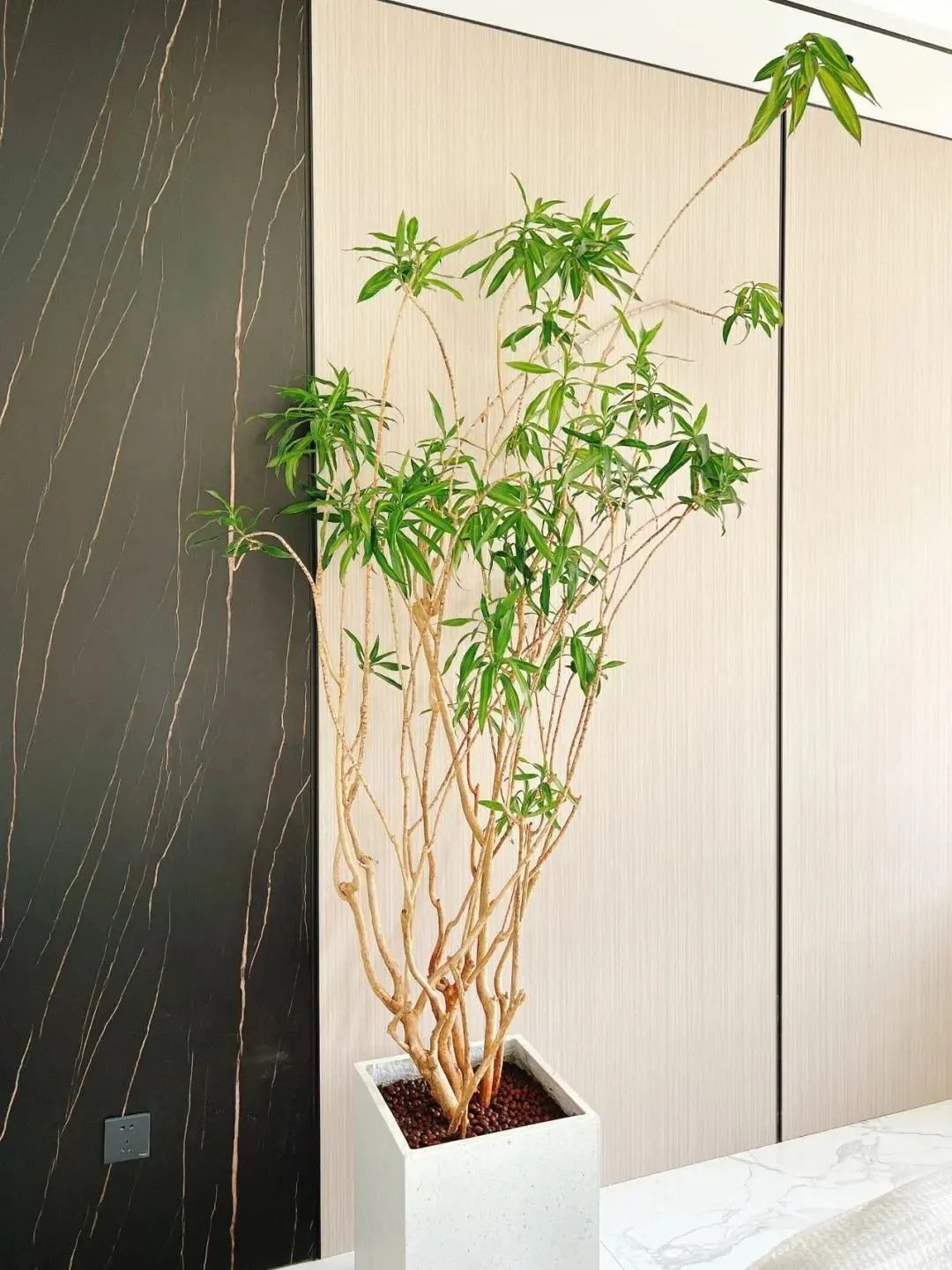Cây cảnh chẳng phải tre, không phải huệ, tràn đầy sức sống, mang cát tường, bình an cho gia đình- Ảnh 5. Cây cảnh chẳng phải tre, không phải huệ, tràn đầy sức sống, mang cát tường, bình an cho gia đình- Ảnh 5.