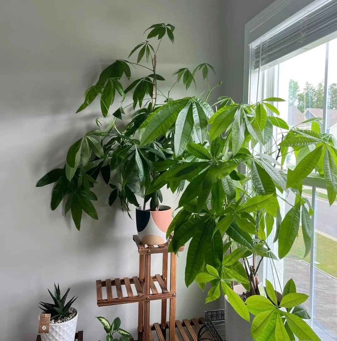 Người già dặn: Tết Nguyên đán, đặt 6 cây cảnh này trong nhà, Thần Tài sẽ tìm đến gia đình- Ảnh 3.