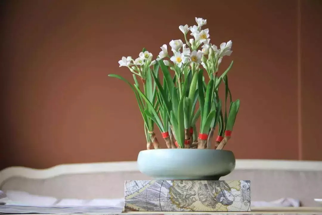 Người già dặn: Tết Nguyên đán, đặt 6 cây cảnh này trong nhà, Thần Tài sẽ tìm đến gia đình- Ảnh 6.