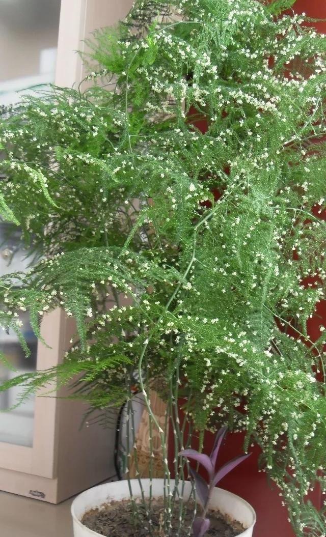 Người già nói: Dịp Tết, 6 cây cảnh "phúc lộc" này nở hoa, dự báo cả năm mới may mắn, cát tường - Ảnh 7. Người già nói: Dịp Tết, 6 cây cảnh "phúc lộc" này nở hoa, dự báo cả năm mới may mắn, cát tường - Ảnh 7.
