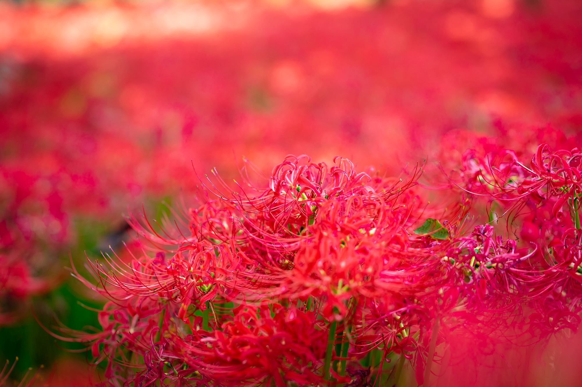 Trước Tết, 6 loại cây cảnh nên "chia tay", đón năm mới rực rỡ, sức khỏe dồi dào, tài lộc viên mãn- Ảnh 7.