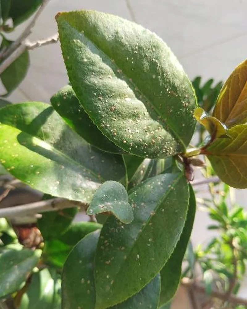 Trước Tết, 6 loại cây cảnh nên "chia tay", đón năm mới rực rỡ, sức khỏe dồi dào, tài lộc viên mãn- Ảnh 3.