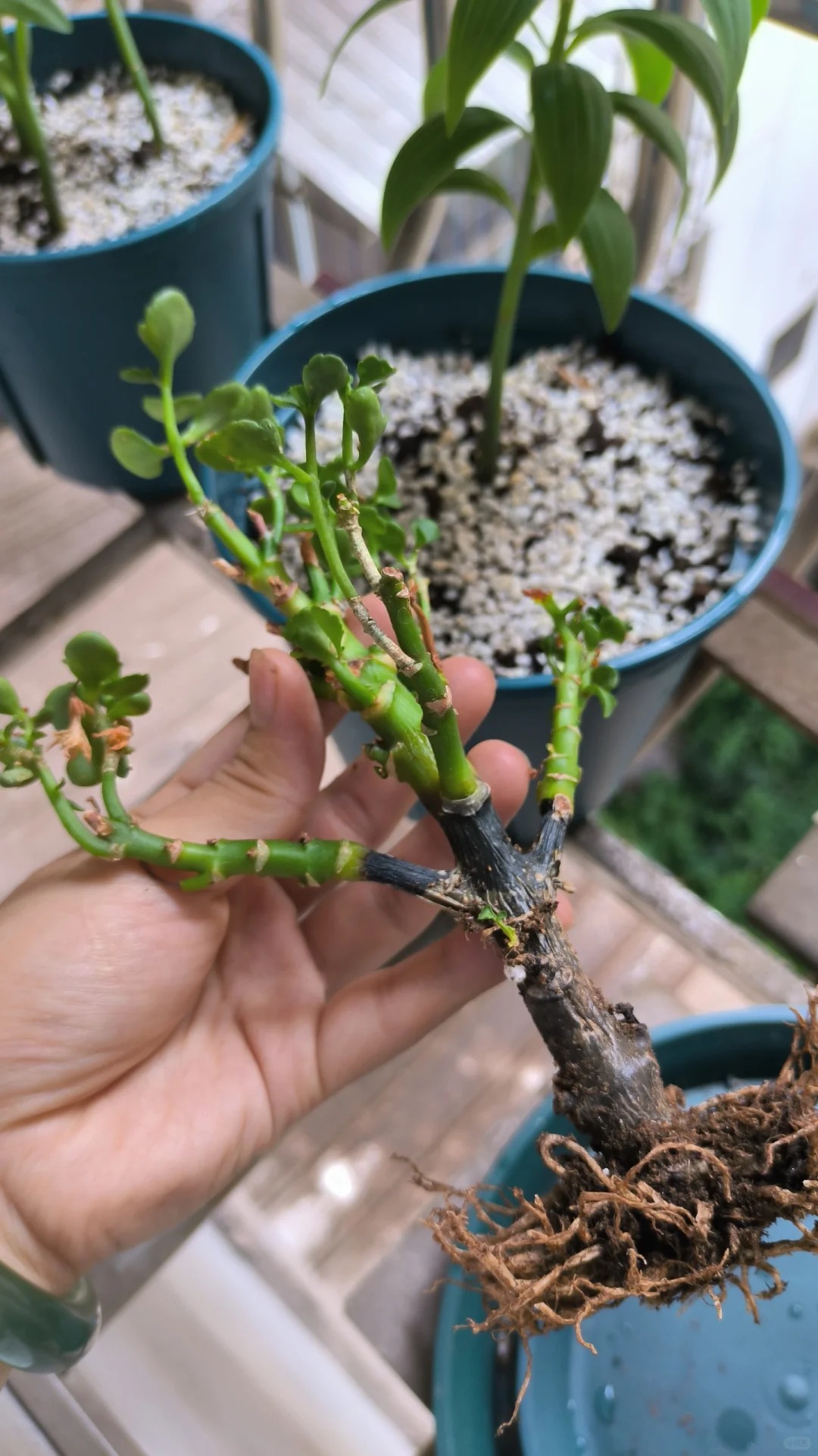 Trước Tết, 6 loại cây cảnh nên "chia tay", đón năm mới rực rỡ, sức khỏe dồi dào, tài lộc viên mãn- Ảnh 2.