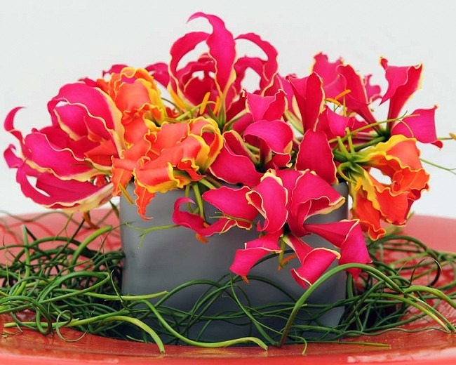 Trước Tết, 6 loại cây cảnh nên "chia tay", đón năm mới rực rỡ, sức khỏe dồi dào, tài lộc viên mãn- Ảnh 5.