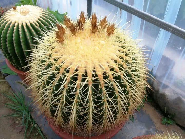 Trước Tết, 6 loại cây cảnh nên "chia tay", đón năm mới rực rỡ, sức khỏe dồi dào, tài lộc viên mãn- Ảnh 6.