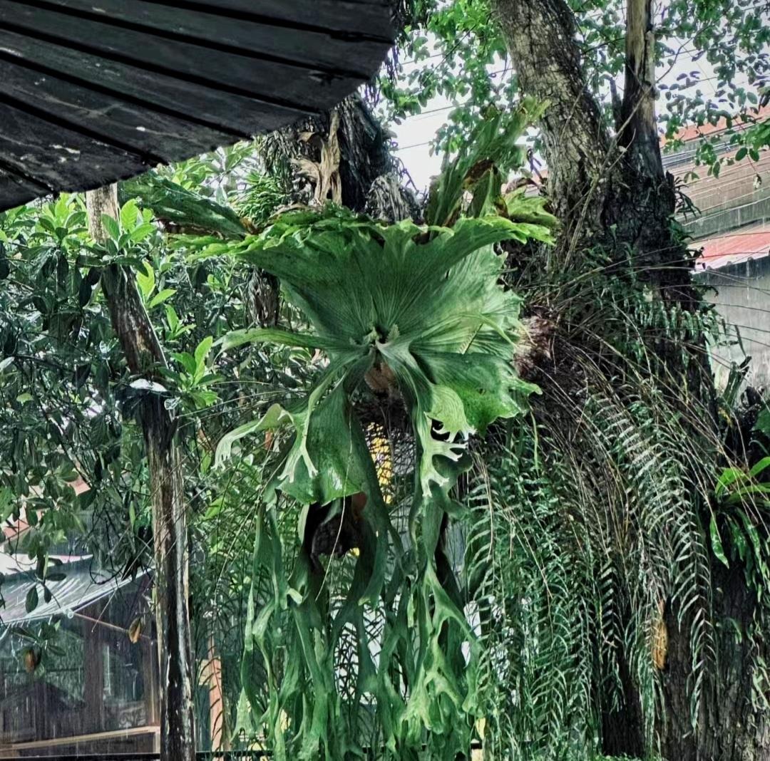 Chơi lớn với cây cảnh "quái vật" khổng lồ, độc, đẹp, mang lại may mắn, tài lộc cho gia đình- Ảnh 6.