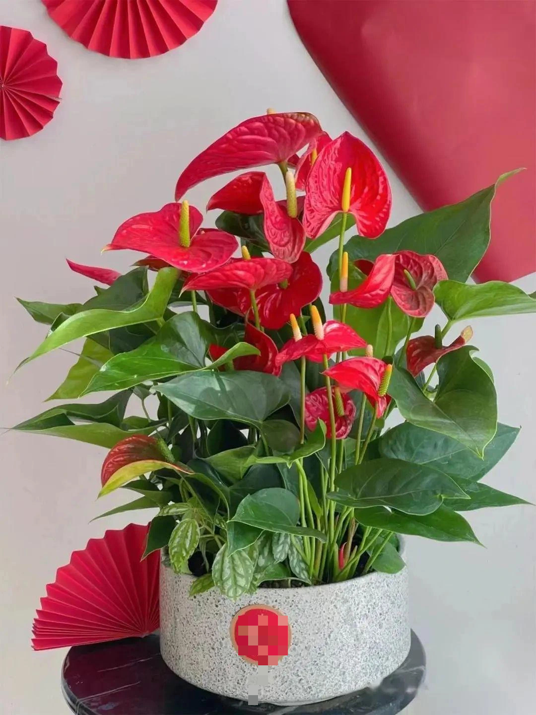 Đón Tết Nguyên đán với cây cảnh "cánh cửa đỏ", mang may mắn, thịnh vượng vào nhà trong năm mới- Ảnh 4.