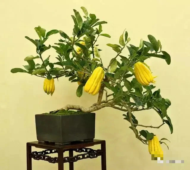 Người già dặn: Bày 6 "cây vàng" trong nhà vào dịp Tết, năm mới đón tài lộc, may mắn, cát tường- Ảnh 7.