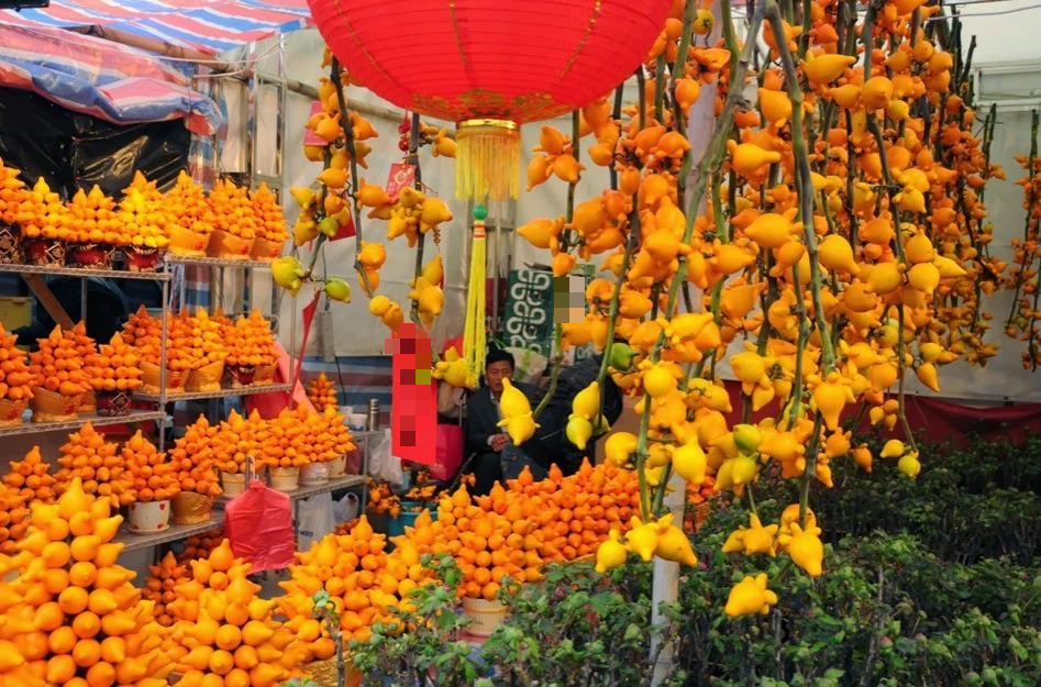 Người già dặn: Bày 6 "cây vàng" trong nhà vào dịp Tết, năm mới đón tài lộc, may mắn, cát tường- Ảnh 11.