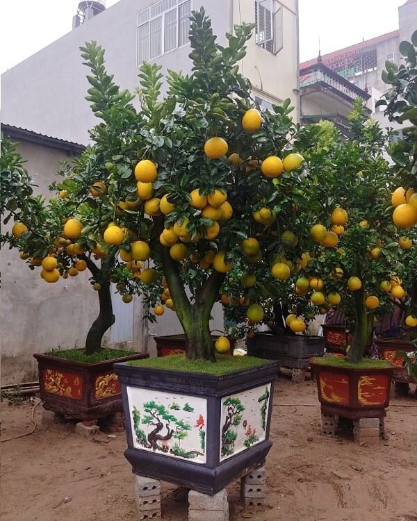 Người già dặn: Bày 6 "cây vàng" trong nhà vào dịp Tết, năm mới đón tài lộc, may mắn, cát tường- Ảnh 17.