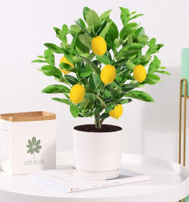 Người già dặn: Bày 6 "cây vàng" trong nhà vào dịp Tết, năm mới đón tài lộc, may mắn, cát tường- Ảnh 9.