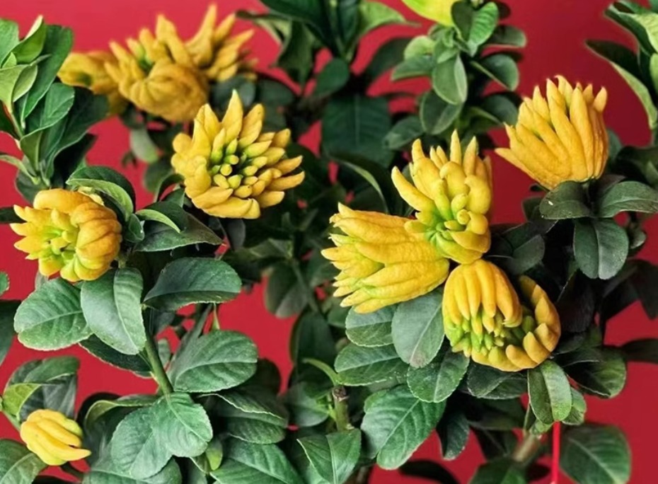 Người già dặn: Bày 6 "cây vàng" trong nhà vào dịp Tết, năm mới đón tài lộc, may mắn, cát tường- Ảnh 1.