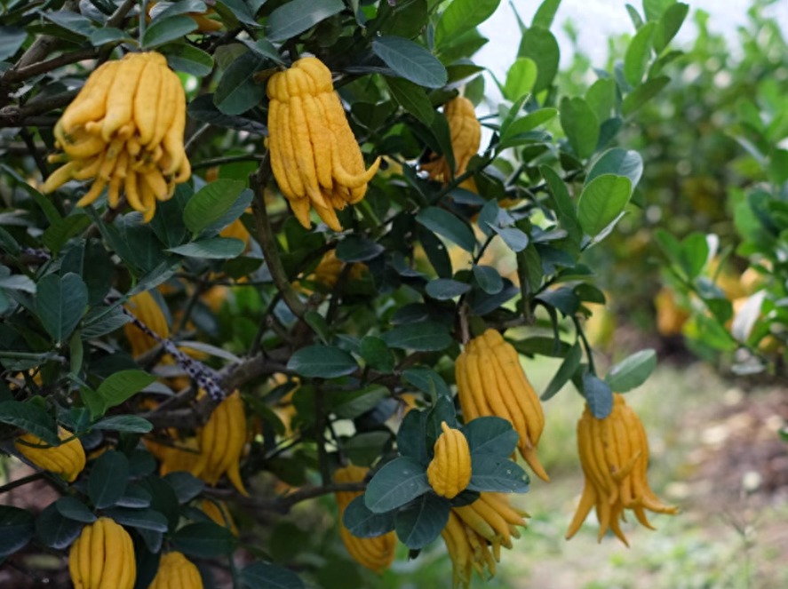 Người già dặn: Bày 6 "cây vàng" trong nhà vào dịp Tết, năm mới đón tài lộc, may mắn, cát tường- Ảnh 6.